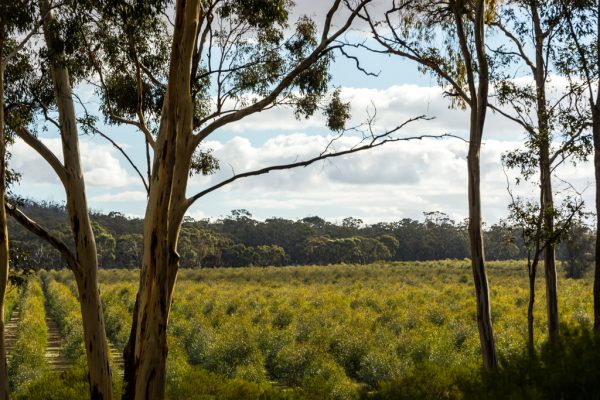 A Product Form Rooted in an Australian Material Story
